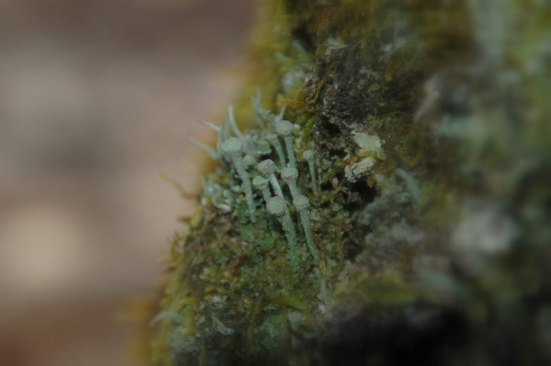 Lichens forestiers 3.3.2013 031
